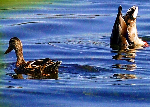 1 1/2 Ducks in a Lake