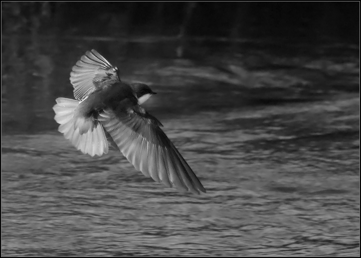 1-800s.f9.i640.400mm.IMG_0237-Edit.jpg