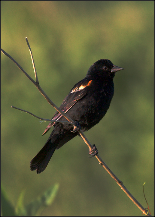1-320s.f8.iso400.400mm.IMG_0158-Edit.jpg
