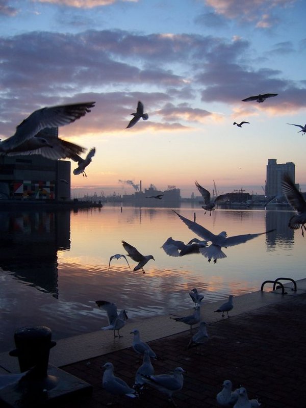Seagulls2.jpg