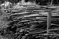 bamboo