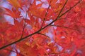 autumn axis 2 outtake