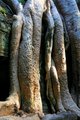 trunk2.JPG
