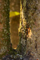 tree crevice