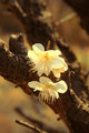 plum flowers