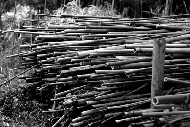 bamboo