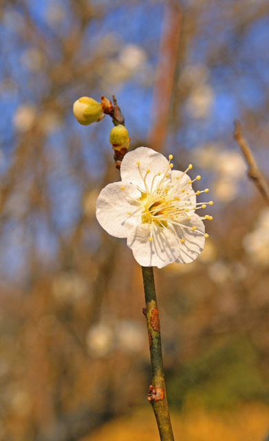 plum flower
