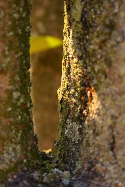 tree crevice