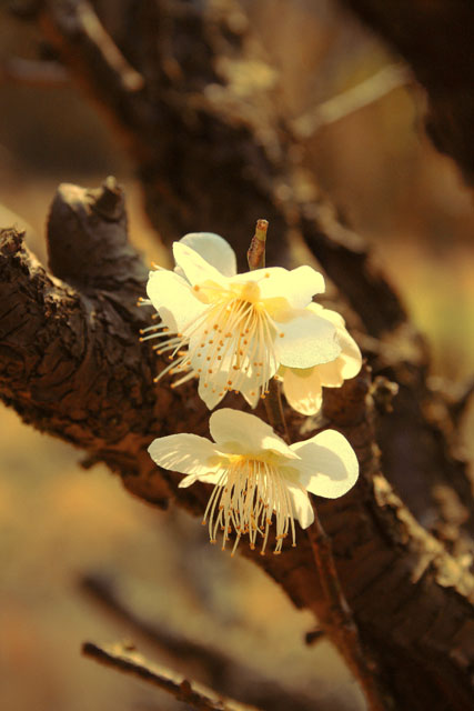 plum flowers