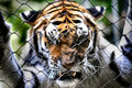 Tiger Mountain