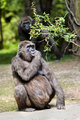 Congo - Feeding Time