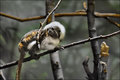 Tamarin Monkey