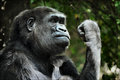 Congo - Gorilla