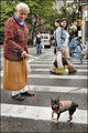 2008 Ninth Ave Fest - Lady with Dog