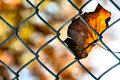 Foliage Outtake 2