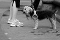 NYC - Pup