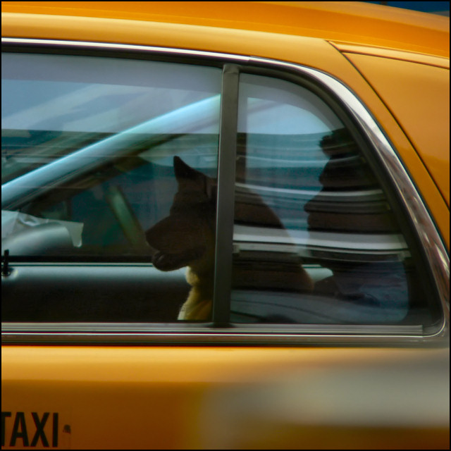 50Day34 Extra: Taxi Dog
