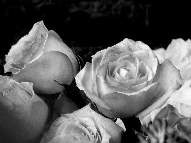 Oct21 Extra: Flowers in B&W