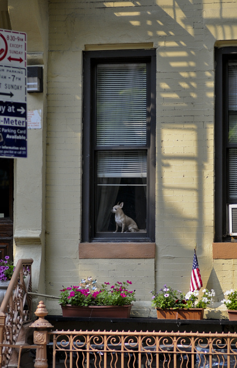 Watch Dog