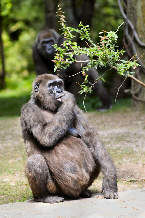 Congo - Feeding Time