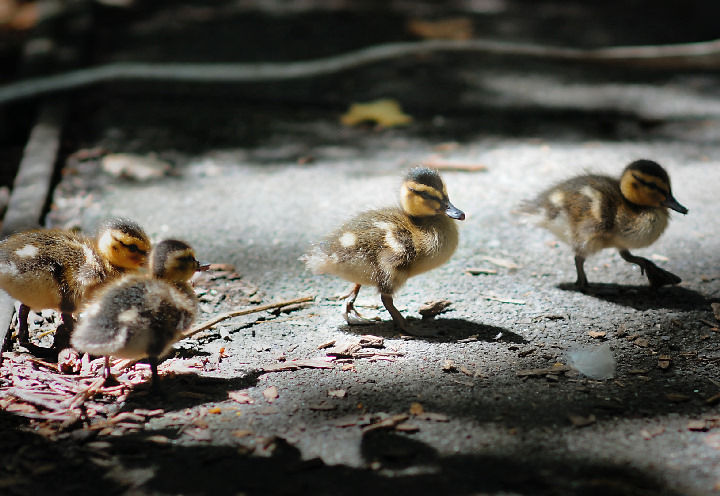 Zoo Visitors