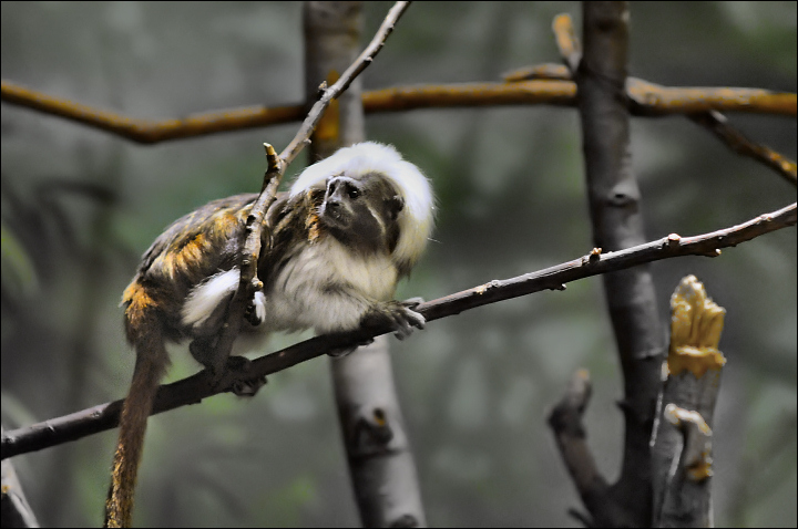 Tamarin Monkey