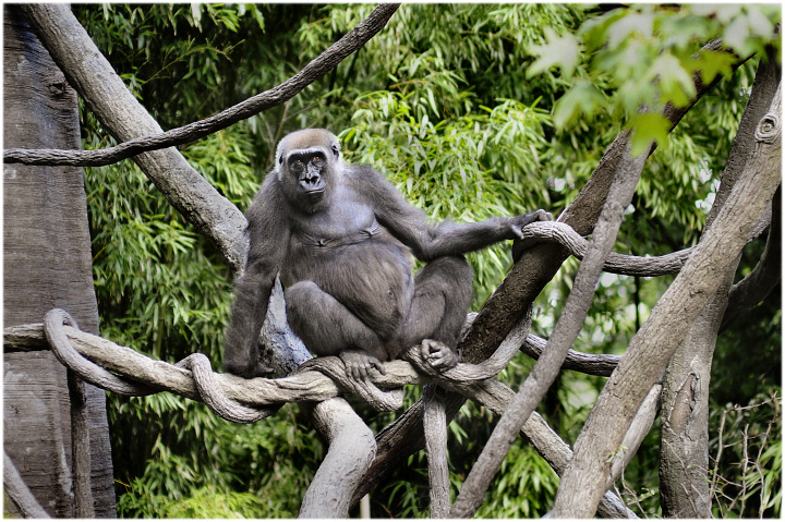 Congo - Trees