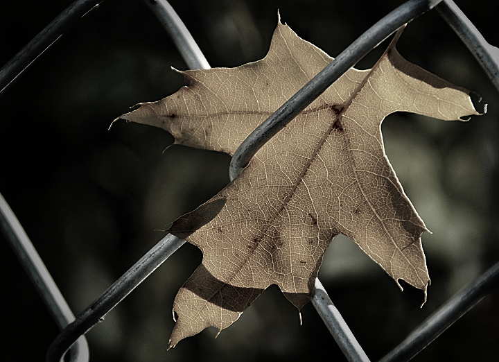 Foliage Outtake 3