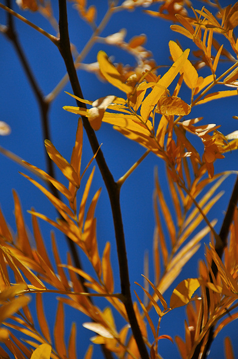 Foliage Outtake 4