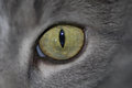 catseye2.jpg