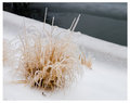 Ice Plant