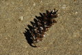 pine cone