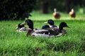 duckpond.jpg