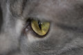 catseye1.jpg