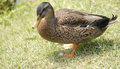 duck2.jpg
