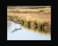 Heron's Landing