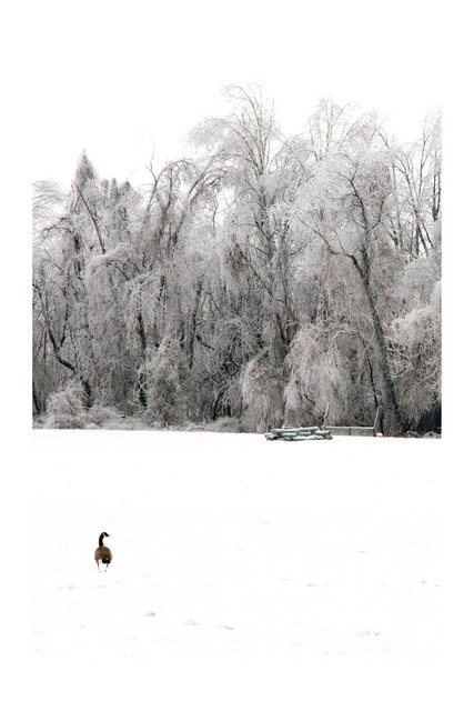 The Fridged Goose