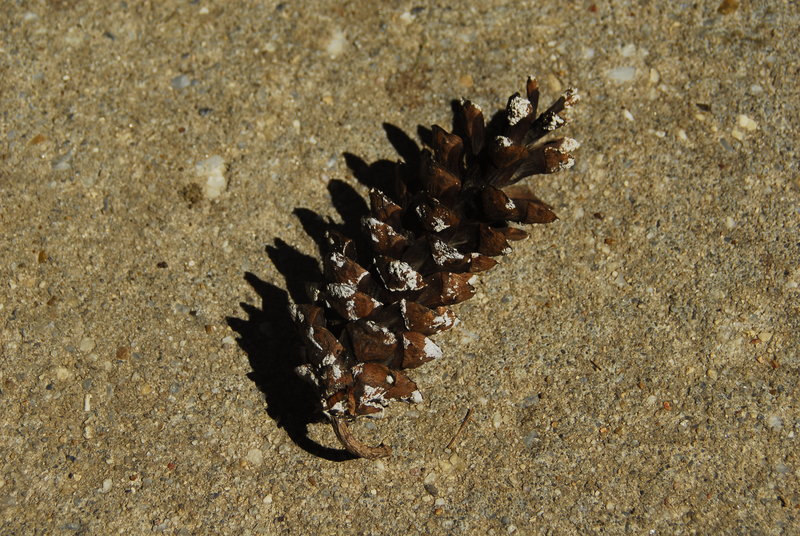 pine cone