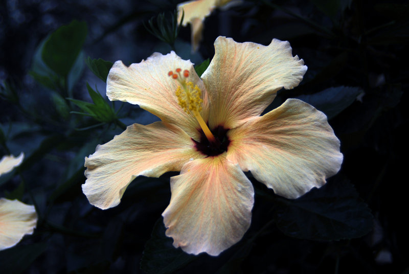 flower1.jpg