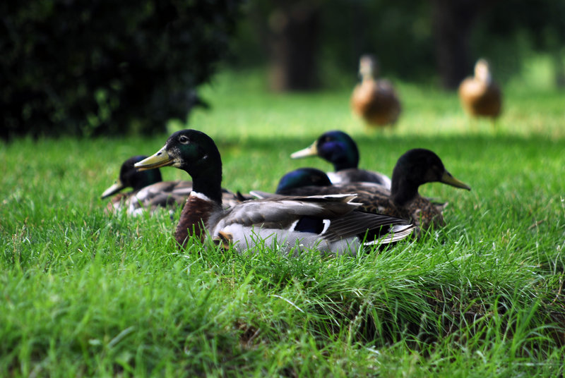 duckpond.jpg