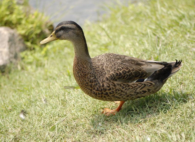 duck.jpg