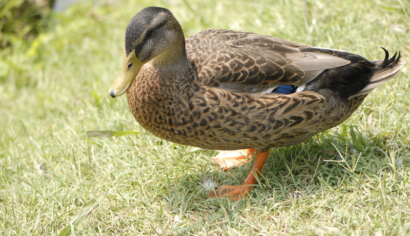 duck2.jpg
