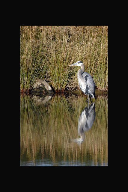 Great Blue Heron