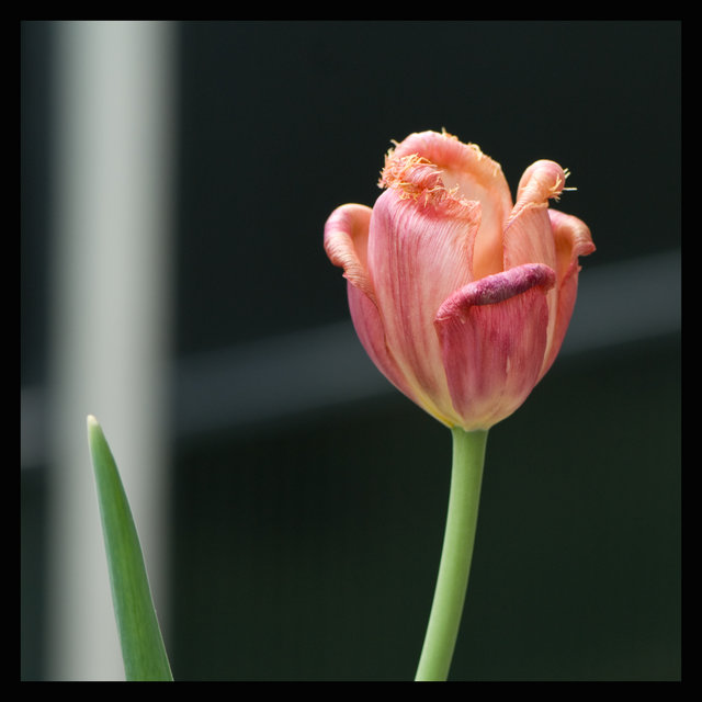 Tulip