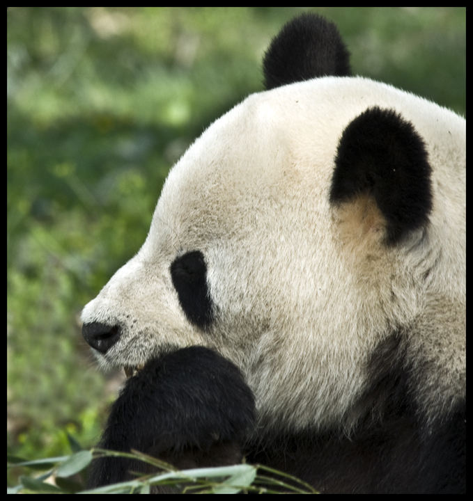 panda1.jpg