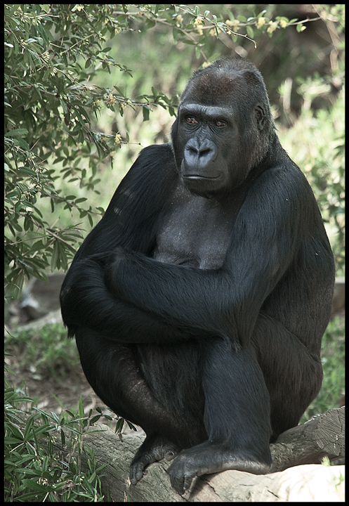 gorilla1.jpg