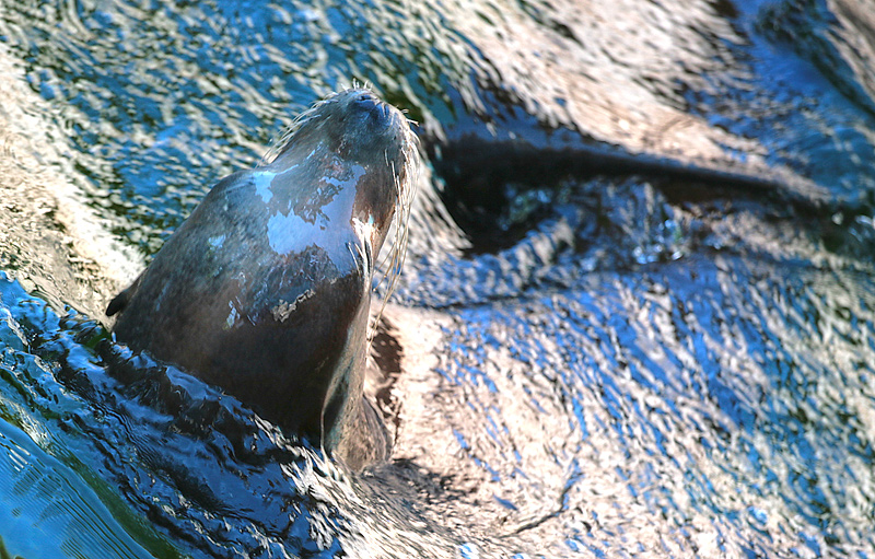Backstroke