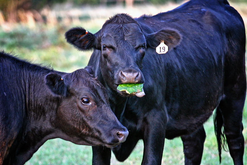 Not Sharing my Watermellon