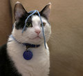 percy1.jpg