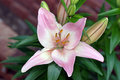 iris2.jpg